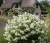 jasminowiec-karlowy-manteau-d'hermine1-floravi.pl