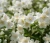 jasminowiec-karlowy-manteau-d'hermine2-floravi.pl
