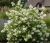 jasminowiec-girandole1-floravi.pl