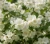 jasminowiec-girandole2-floravi.pl