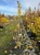 jasminowiec-wonny-bouquet-blanc3-floravi.pl