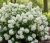 jasminowiec-wonny-bouquet-blanc1-floravi.pl