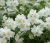jasminowiec-wonny-bouquet-blanc2-floravi.pl