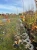jasminowiec-wonny-schneesturm3-floravi.pl