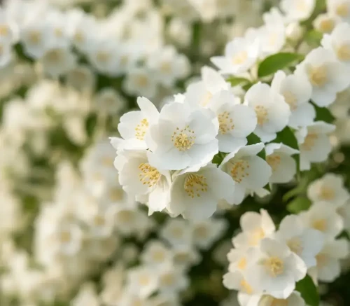 jasminowiec-wonny-schneesturm2-floravi.pl