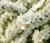 jasminowiec-wonny-schneesturm2-floravi.pl