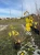 jasminowiec-virginal3-floravi.pl