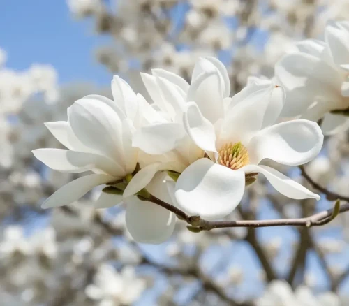 magnolia-lennei-alba2-floravi.pl