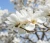 magnolia-lennei-alba2-floravi.pl