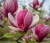 magnolia-cleopatra2-floravi.pl