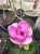magnolia-watermelon2-floravi.pl