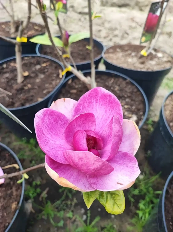 magnolia-watermelon2-floravi.pl
