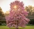 magnolia-watermelon1-floravi.pl