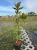 magnolia-wielkokwiatowa-little-gem3-floravi.pl