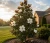 magnolia-wielkokwiatowa-little-gem1-floravi.pl
