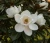 magnolia-wielkokwiatowa-little-gem2-floravi.pl