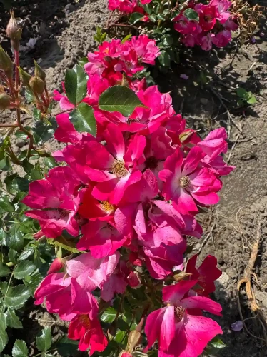 roza-okrywowa-intensywnie-rozowa1-floravi.pl