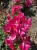 roza-okrywowa-intensywnie-rozowa1-floravi.pl