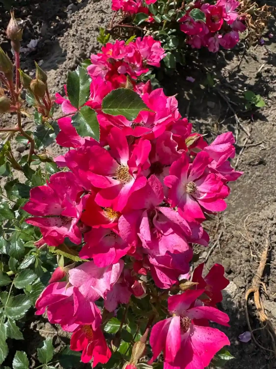 roza-okrywowa-intensywnie-rozowa1-floravi.pl
