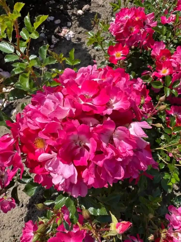 roza-okrywowa-intensywnie-rozowa2-floravi.pl