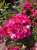 roza-okrywowa-intensywnie-rozowa2-floravi.pl