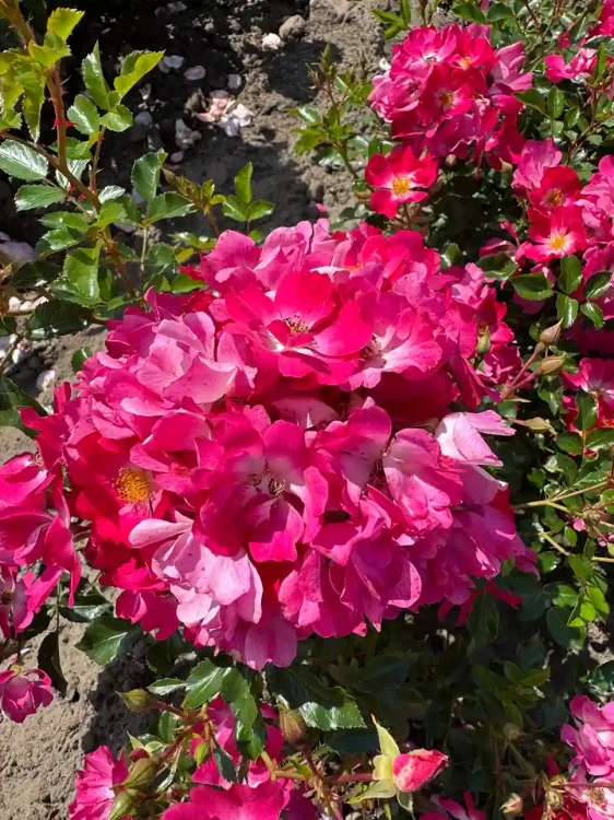 roza-okrywowa-intensywnie-rozowa2-floravi.pl
