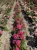 roza-okrywowa-intensywnie-rozowa3-floravi.pl