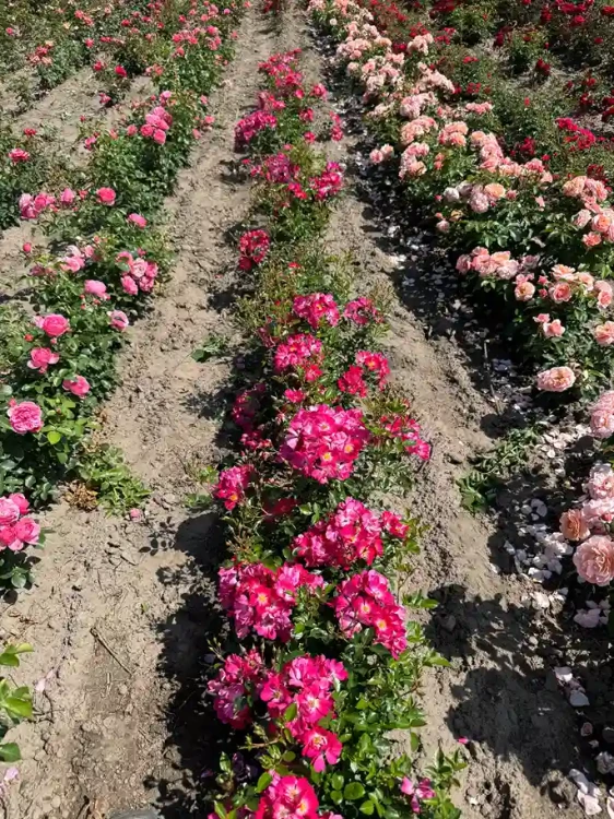 roza-okrywowa-intensywnie-rozowa3-floravi.pl