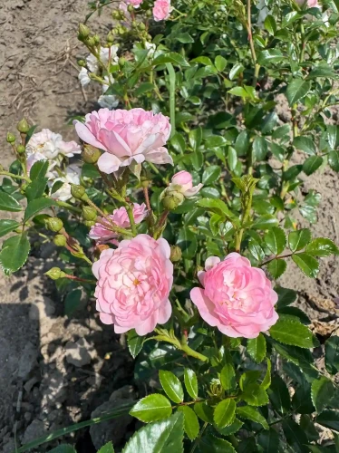 roza-okrywowa-pastelowy-roz1-floravi.pl