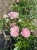 roza-okrywowa-pastelowy-roz1-floravi.pl