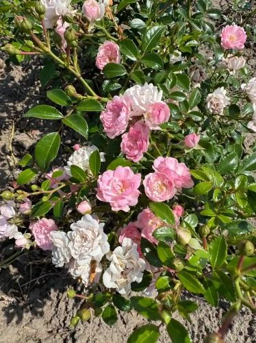 roza-okrywowa-pastelowy-roz2-floravi.pl