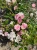 roza-okrywowa-pastelowy-roz2-floravi.pl