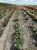 roza-okrywowa-pastelowy-roz3-floravi.pl