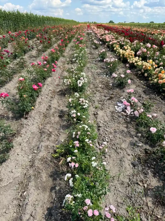 roza-okrywowa-pastelowy-roz3-floravi.pl