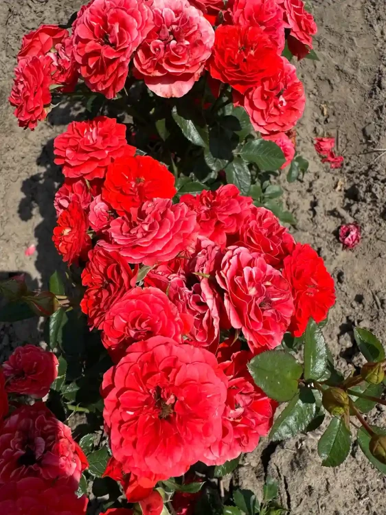 roza-okrywowa-pomaranczowo-czerwona2-floravi.pl