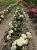 roza-okrywowa-snieznobiala3-floravi.pl