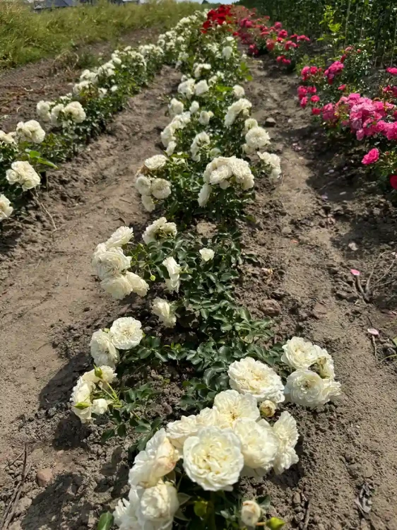 roza-okrywowa-snieznobiala3-floravi.pl