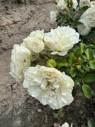 roza-okrywowa-snieznobiala2-floravi.pl