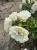 roza-okrywowa-snieznobiala2-floravi.pl