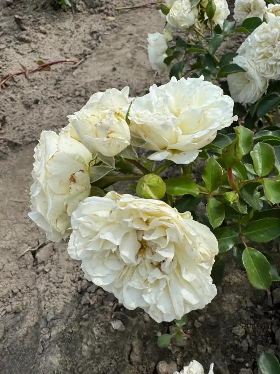 roza-okrywowa-snieznobiala2-floravi.pl