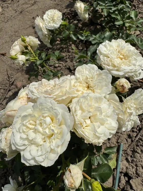 roza-okrywowa-snieznobiala1-floravi.pl