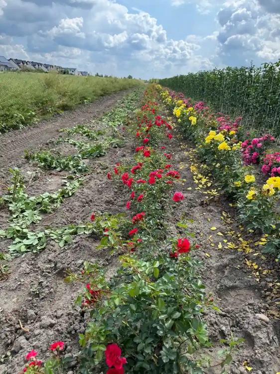 roza-okrywowa-karminoworozowa3-floravi.pl