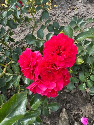roza-okrywowa-karminoworozowa2-floravi.pl