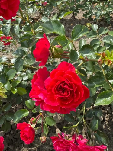 roza-okrywowa-karminoworozowa1-floravi.pl