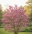 magnolia-susan2-floravi.pl