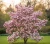 magnolia-alexandrina1-floravi.pl