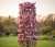 magnolia-kolumnowa-galaxy1-floravi.pl