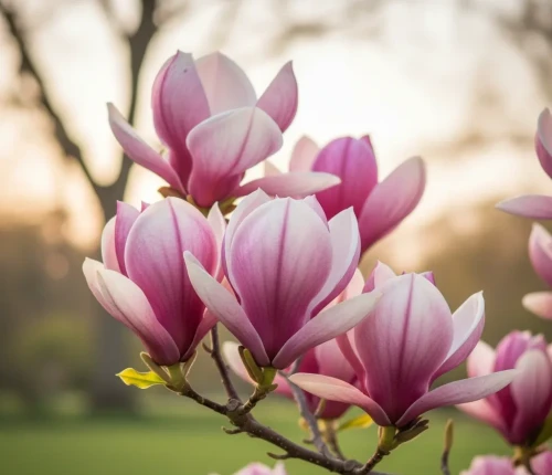magnolia-kolumnowa-galaxy2-floravi.pl