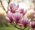 magnolia-kolumnowa-galaxy2-floravi.pl