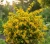 Zlotlin-japonski-golden-guinea1-floravi.pl